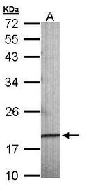 AG3 / AGR3 Antibody - Sample (30 ug of whole cell lysate). A:293T. 12% SDS PAGE. AG3 / AGR3 antibody diluted at 1:500.