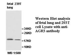 AG3 / AGR3 Antibody