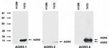 AG3 / AGR3 Antibody - AGR3 Antibody in Western Blot (WB)