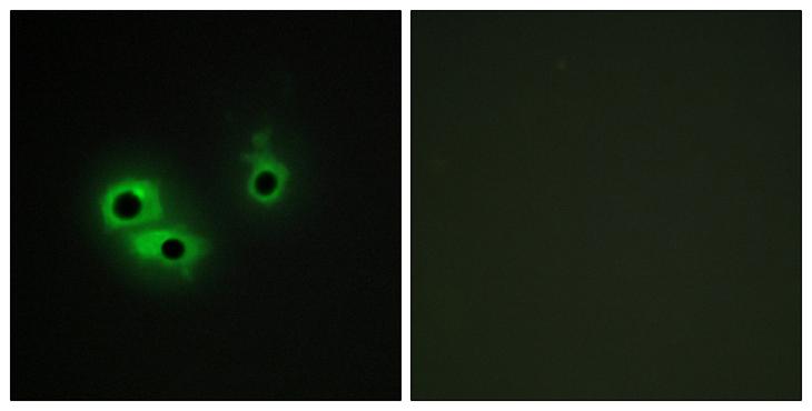 AG3 / AGR3 Antibody - Peptide - + Immunofluorescence analysis of COS-7 cells, using AGR3 antibody.