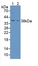 AGA / Aspartylglucosaminidase Antibody - Western Blot; Sample: Lane1: Mouse Kidney Tissue; Lane2: Mouse Placenta Tissue.