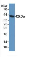 AGA / Aspartylglucosaminidase Antibody - Western Blot; Sample: Human 293T Cells.