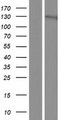 AGAP2 / PIKE Protein - Western validation with an anti-DDK antibody * L: Control HEK293 lysate R: Over-expression lysate