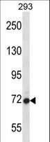 AGAP4 Antibody - AGAP4 Antibody western blot of 293 cell line lysates (35 ug/lane). The AGAP4 antibody detected the AGAP4 protein (arrow).
