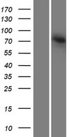 AGAP4 Protein - Western validation with an anti-DDK antibody * L: Control HEK293 lysate R: Over-expression lysate