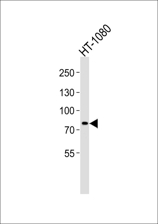 AGAP6 Antibody - Western blot analysis of lysate from HT-1080 cell line, using AGAP8 Antibody (C-term). AGAP8 Antibody (C-term) was diluted at 1:1000. A goat anti-rabbit IgG H&L (HRP) at 1:5000 dilution was used as the secondary antibody. Lysate at 35ug.