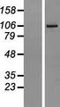 AGBL2 / CCP2 Protein - Western validation with an anti-DDK antibody * L: Control HEK293 lysate R: Over-expression lysate
