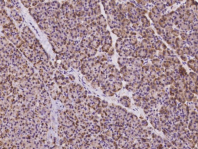 AGBL3 Antibody - Immunochemical staining of human AGBL3 in human pancreas with rabbit polyclonal antibody at 1:100 dilution, formalin-fixed paraffin embedded sections.