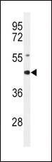 AGER / RAGE Antibody - Western blot of AGER Antibody in mouse lung tissue lysates (35 ug/lane). AGER (arrow) was detected using the purified antibody.