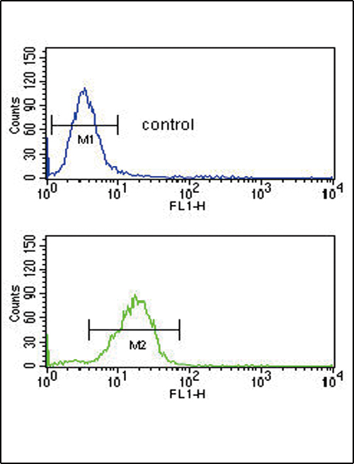 AGER / RAGE Antibody - AGER Antibody flow cytometry of U251 cells (bottom histogram) compared to a negative control cell (top histogram). FITC-conjugated goat-anti-rabbit secondary antibodies were used for the analysis.