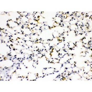 AGER / RAGE Antibody - RAGE antibody IHC-paraffin. IHC(P): Mouse Lung Tissue.