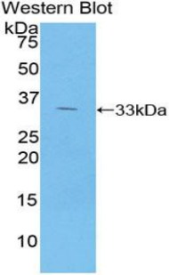 AGER / RAGE Antibody - Western blot of recombinant AGER / RAGE.  This image was taken for the unconjugated form of this product. Other forms have not been tested.