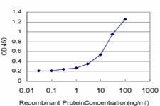 AGER / RAGE Antibody - Detection limit for recombinant GST tagged AGER is approximately 0.3 ng/ml as a capture antibody.