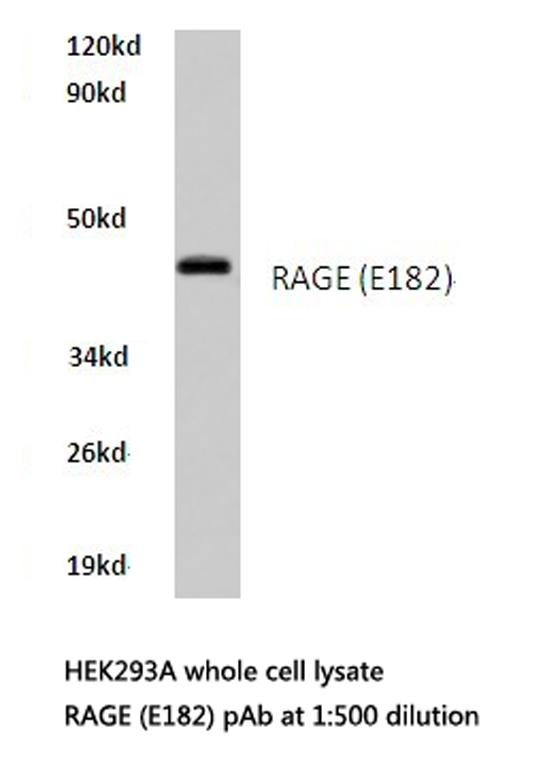 AGER / RAGE Antibody - Western blot of RAGE (E182) pAb in extracts from HEK293A cells.