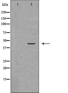 AGER / RAGE Antibody - Western blot analysis of extracts of mouse lung using AGER antibody. The lane on the left is treated with the antigen-specific peptide.