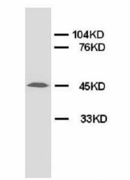 AGER / RAGE Antibody -  This image was taken for the unconjugated form of this product. Other forms have not been tested.