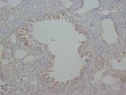 AGER / RAGE Antibody -  This image was taken for the unconjugated form of this product. Other forms have not been tested.