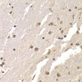 AGFG1 Antibody - Immunohistochemistry of paraffin-embedded Mouse brain tissue.