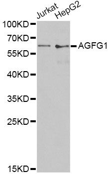 AGFG1 Antibody - Western blot analysis of extracts of various cell lines, using AGFG1 antibody at 1:1000 dilution. The secondary antibody used was an HRP Goat Anti-Rabbit IgG (H+L) at 1:10000 dilution. Lysates were loaded 25ug per lane and 3% nonfat dry milk in TBST was used for blocking. An ECL Kit was used for detection and the exposure time was 30s.