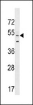 AGFG2 Antibody - AGFG2 Antibody western blot of HL-60 cell line lysates (35 ug/lane). The AGFG2 antibody detected the AGFG2 protein (arrow).