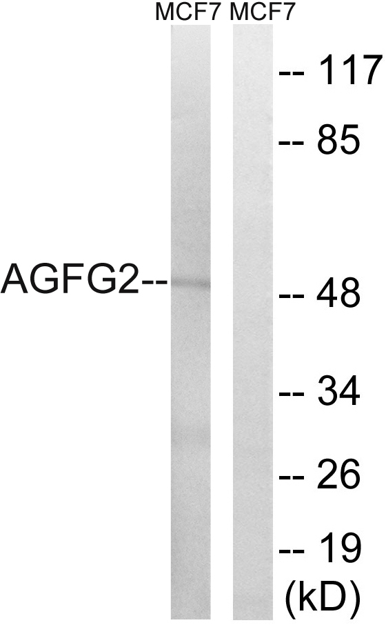 AGFG2 Antibody - Western blot analysis of lysates from MCF-7 cells, using AGFG2 Antibody. The lane on the right is blocked with the synthesized peptide.