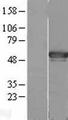 AGFG2 Protein - Western validation with an anti-DDK antibody * L: Control HEK293 lysate R: Over-expression lysate