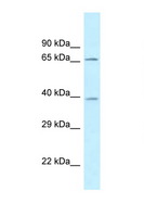AGMAT Antibody - AGMAT antibody Western blot of Fetal Brain lysate. Antibody concentration 1 ug/ml.  This image was taken for the unconjugated form of this product. Other forms have not been tested.