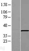 AGMO / TMEM195 Protein - Western validation with an anti-DDK antibody * L: Control HEK293 lysate R: Over-expression lysate