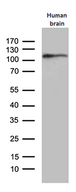 AGO1 / EIF2C Antibody - Western blot analysis of extracts. (35ug) from human brain tissue lysate by using anti-EIF2C1 monoclonal antibody. (1:500)