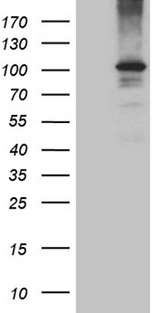 AGO1 / EIF2C Antibody - HEK293T cells were transfected with the pCMV6-ENTRY control. (Left lane) or pCMV6-ENTRY EIF2C1. (Right lane) cDNA for 48 hrs and lysed. Equivalent amounts of cell lysates. (5 ug per lane) were separated by SDS-PAGE and immunoblotted with anti-EIF2C1. (1:500)