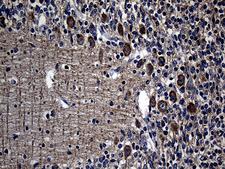 AGO1 / EIF2C Antibody - Immunohistochemical staining of paraffin-embedded Human embryonic cerebellum within the normal limits using anti-EIF2C1 mouse monoclonal antibody. (Heat-induced epitope retrieval by 1mM EDTA in 10mM Tris buffer. (pH8.5) at 120 oC for 3 min. (1:150)