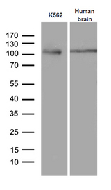 AGO1 / EIF2C Antibody - Western blot analysis of extracts. (35ug) from K562 cell line and human brain tissue lysate by using anti-EIF2C1 monoclonal antibody. (1:500)