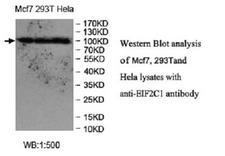 AGO1 / EIF2C Antibody - Western blot of AGO1 / EIF2C antibody
