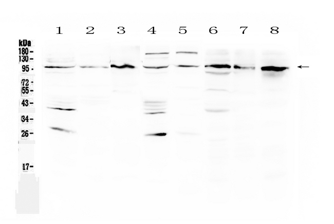 AGO1 / EIF2C Antibody - Western blot - Anti-EIF2C1/AGO1 Picoband Antibody