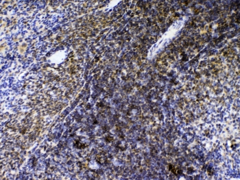 AGO1 / EIF2C Antibody - IHC testing of FFPE rat spleen tissue with AGO1 antibody at 1ug/ml. Required HIER: steam section in pH6 citrate buffer for 20 min and allow to cool prior to testing.