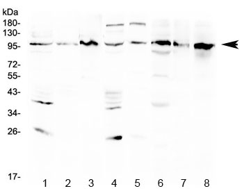 AGO1 / EIF2C Antibody - Western blot testing of 1) rat brain, 2) rat kidney, 3) rat NRK, 4) mouse brain, 5) mouse kidney, 6) human HeLa, 7) human Jurkat and 8) human K562 lysate with AGO1 antibody at 0.5ug/ml. Predicted molecular weight ~97 kDa.
