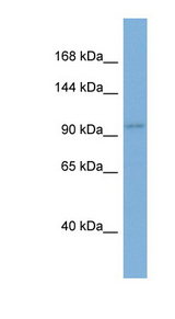 AGO1 / EIF2C Antibody - EIF2C1 / AGO1 antibody Western blot of THP-1 cell lysate. This image was taken for the unconjugated form of this product. Other forms have not been tested.