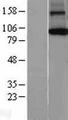 AGO1 / EIF2C Protein - Western validation with an anti-DDK antibody * L: Control HEK293 lysate R: Over-expression lysate