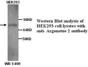 AGO2 / EIF2C2 Antibody