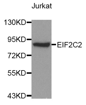 AGO2 / EIF2C2 Antibody - Western blot analysis of extracts of Jurkat cell lines.