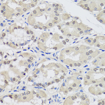 AGO2 / EIF2C2 Antibody - Immunohistochemistry of paraffin-embedded human stomach tissue.
