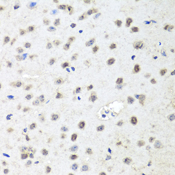 AGO2 / EIF2C2 Antibody - Immunohistochemistry of paraffin-embedded mouse brain tissue.