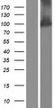 AGO2 / EIF2C2 Protein - Western validation with an anti-DDK antibody * L: Control HEK293 lysate R: Over-expression lysate