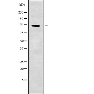AGO3 / EIF2C3 Antibody - Western blot analysis of EIF2C3 using COLO205 whole cells lysates