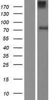 AGO3 / EIF2C3 Protein - Western validation with an anti-DDK antibody * L: Control HEK293 lysate R: Over-expression lysate