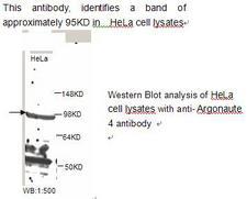 AGO4 / EIF2C4 Antibody