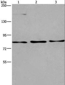 AGO4 / EIF2C4 Antibody - Western blot analysis of Raji, 293T and PC3 cell, using AGO4 Polyclonal Antibody at dilution of 1:450.
