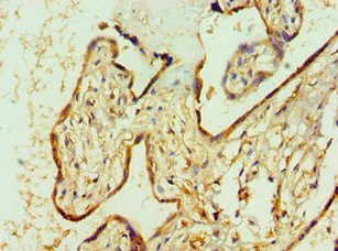 AGPAT1 Antibody - Immunohistochemistry of paraffin-embedded human placenta tissue using AGPAT1 Antibody at dilution of 1:100
