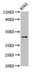 AGPAT3 Antibody - Western Blot Positive WB detected in: K562 whole cell lysate All lanes: AGPAT3 antibody at 3µg/ml Secondary Goat polyclonal to rabbit IgG at 1/50000 dilution Predicted band size: 44, 37, 46 kDa Observed band size: 44 kDa