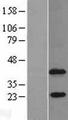 AGPAT4 Protein - Western validation with an anti-DDK antibody * L: Control HEK293 lysate R: Over-expression lysate